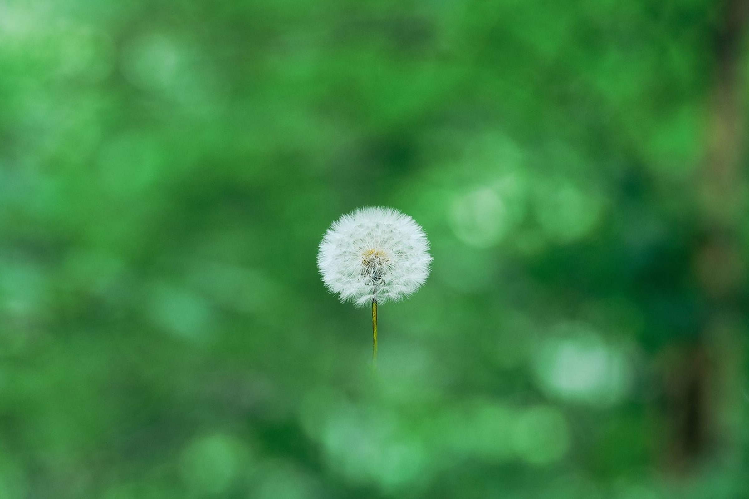 Dandelion fluff floating in midair