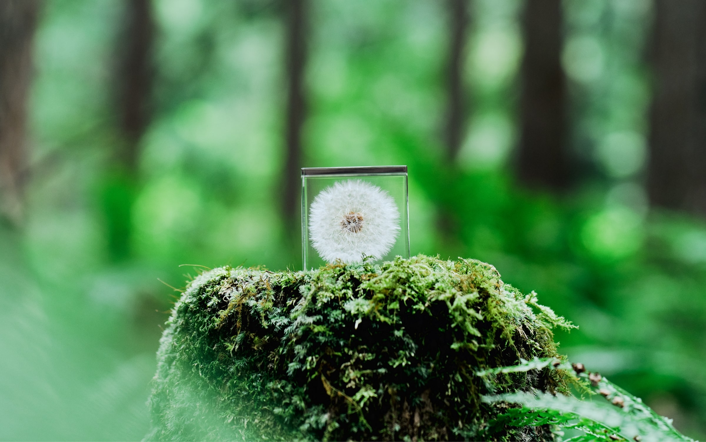 Sola cube is placed in a mossy forest