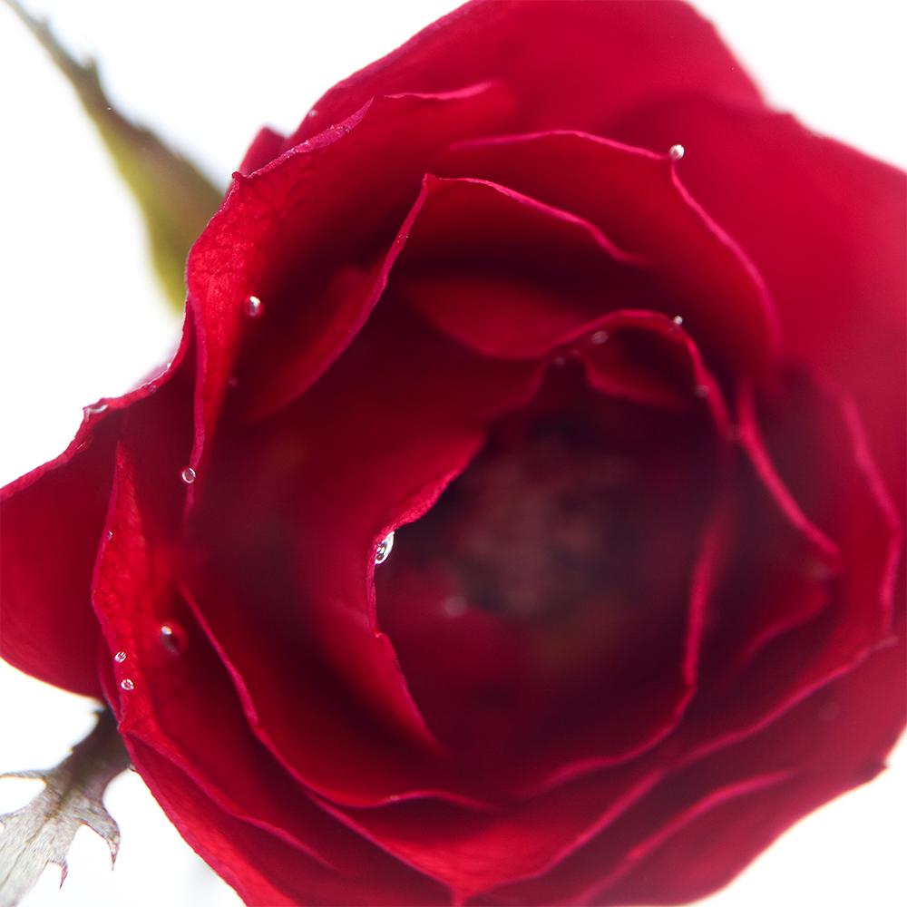 Roseのイメージ画像
