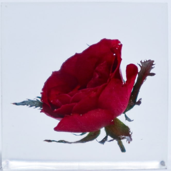 Roseのイメージ画像