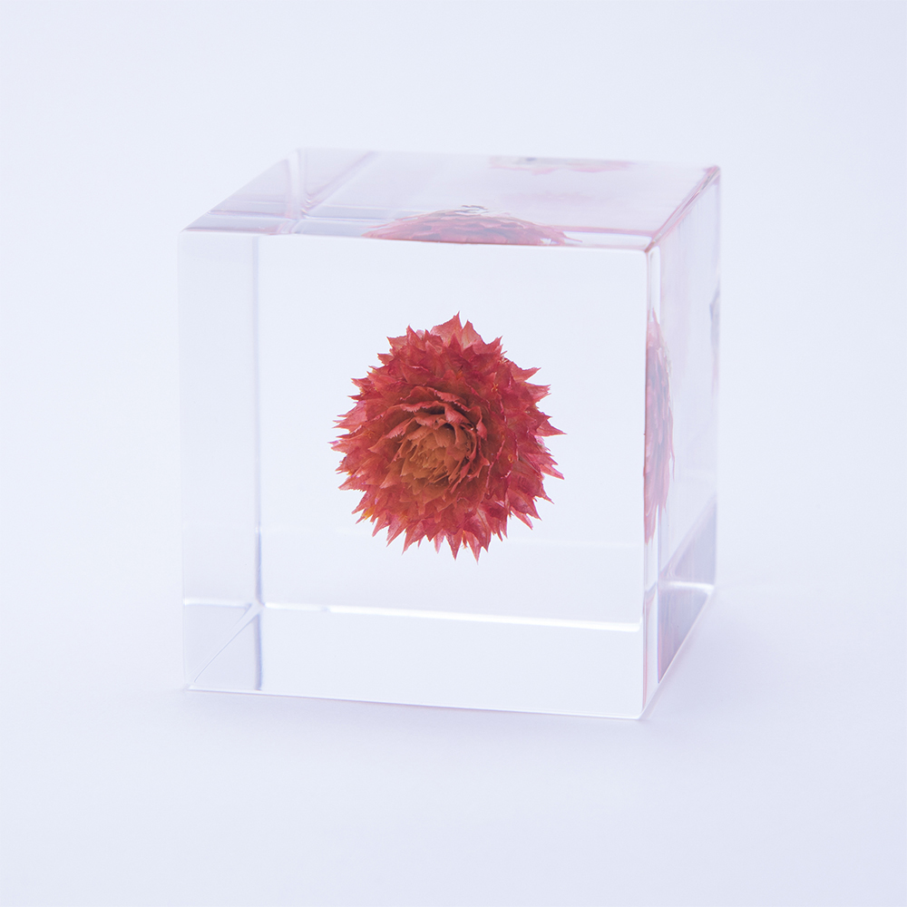 Globe amaranthのイメージ画像