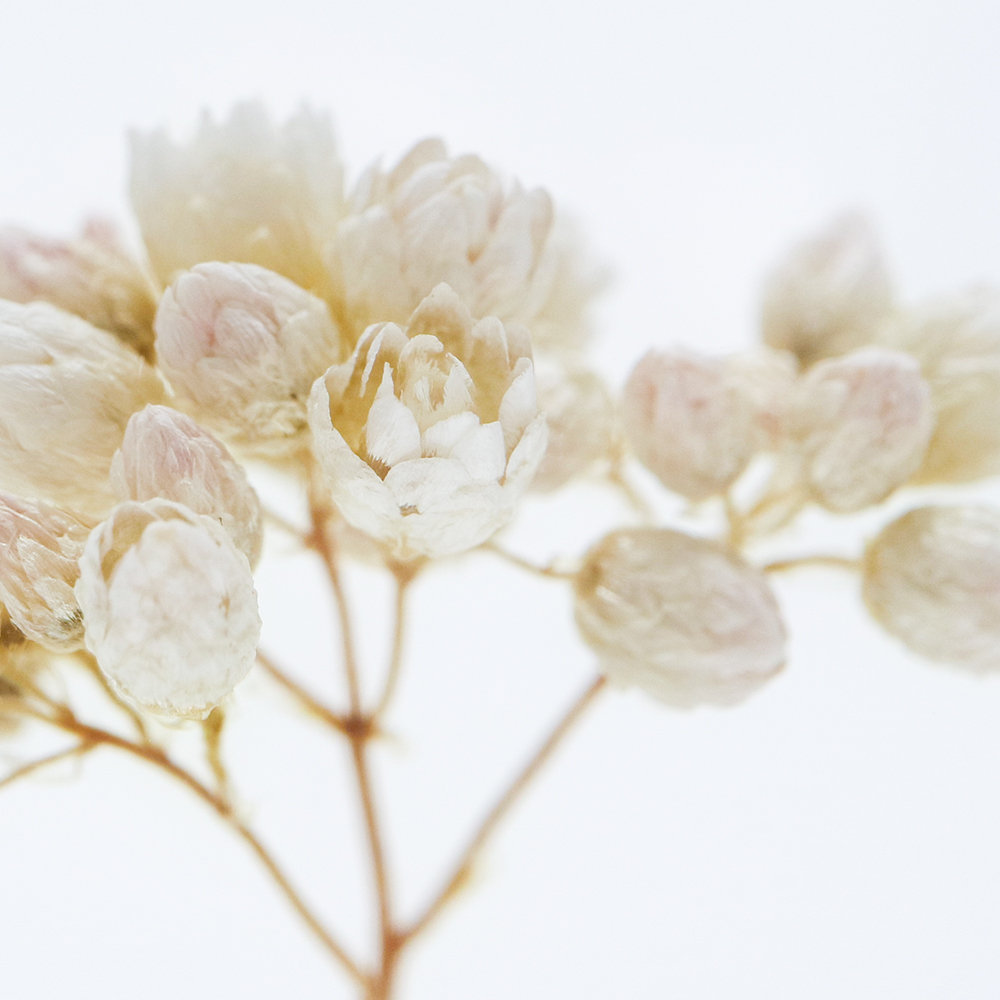 Rice flowerのイメージ画像