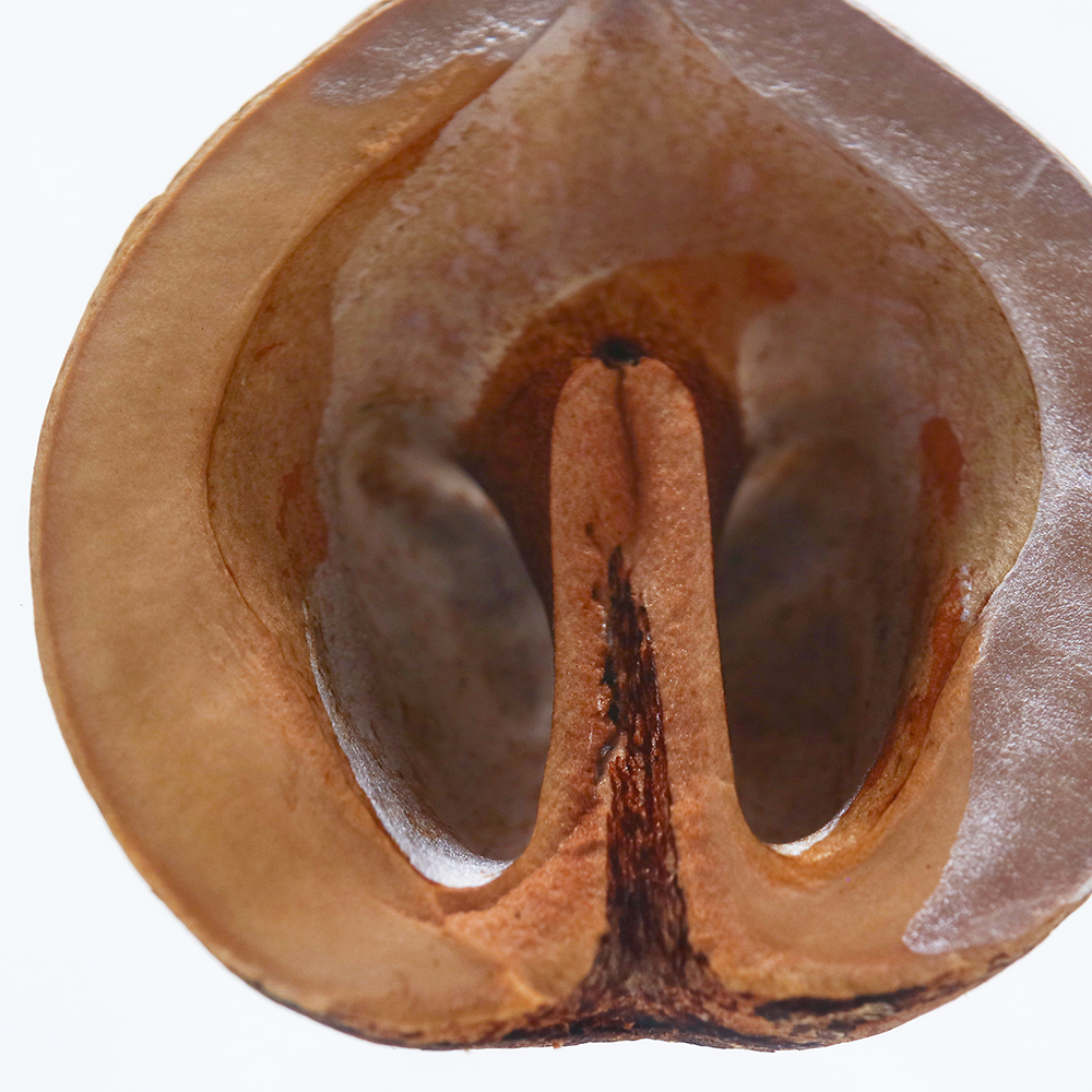 Japanese walnutのイメージ画像