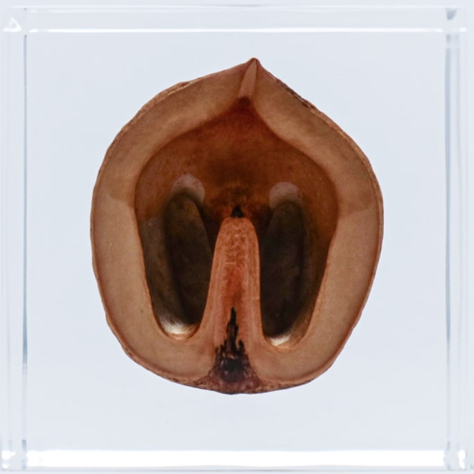 Japanese walnutの表面のイメージ画像