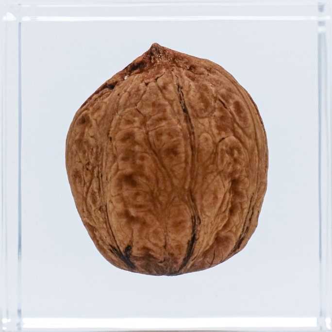 Japanese walnutの裏面のイメージ画像