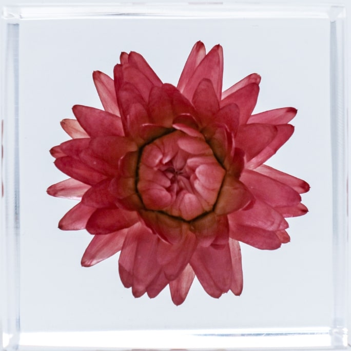 Strawflowerの表面のイメージ画像