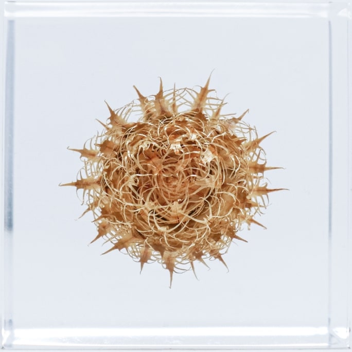 Basket flowerの表面のイメージ画像
