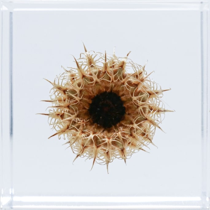 Basket flowerのイメージ画像