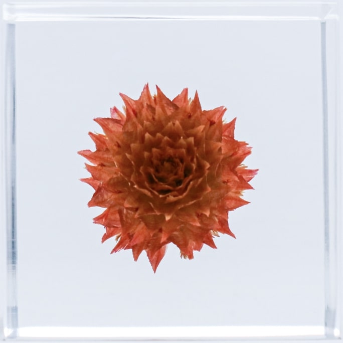 Globe amaranthの表面のイメージ画像