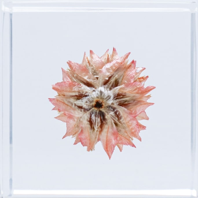 Globe amaranthの裏面のイメージ画像