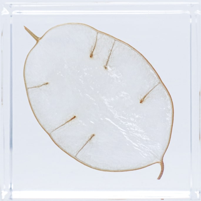 Lunaria annuaの裏面のイメージ画像